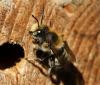 Megachile sp.